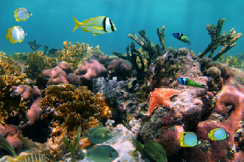 Buceo en Juan Dolio entre peces tropicales y corales coloridos del Caribe